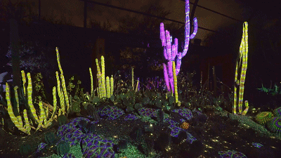 凤凰城的沙漠植物园里的灯光投影秀欣赏